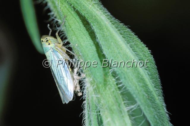 cicadella viridis.JPG - Cicadella viridisCicadelle verteGreen CicadaHemiptera, CicadellidaeFrance